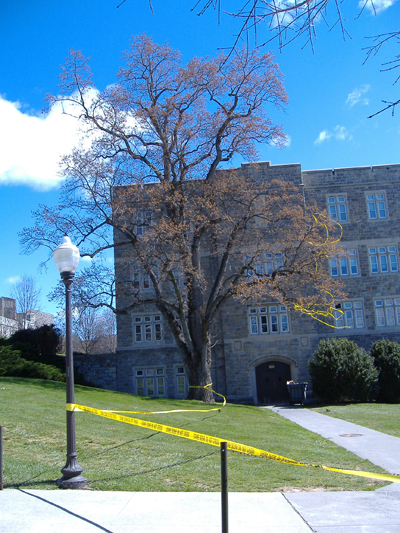 Poplar near Norris Hall